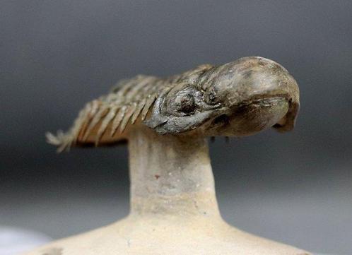 Trilobiet - Gefossiliseerd dier - Crotalocephalus gibbus -, Verzamelen, Mineralen en Fossielen