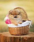 Pomeriaan | Dwergkees | Puppy | Pomeranian | Stamboom | Pup