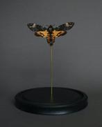 Mot Taxidermie volledige montage - Acherontia atropos - 25, Nieuw