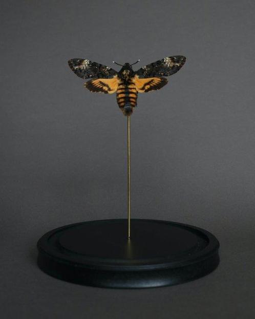 Mot Taxidermie volledige montage - Acherontia atropos - 25, Verzamelen, Dierenverzamelingen