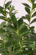 Laurier Novita/Prunus laurocerasus Novita 60t/m225cm, Tuin en Terras, Ophalen of Verzenden, Overige soorten, Haag, 100 tot 250 cm