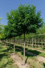 Robinia pseudoacacia Umbraculifera bolvorm 8/10 225cm stam