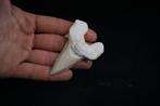 Hoge kwaliteit enorme Megalodon-voorouder - Fossiele tand -