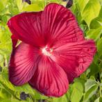 Hibiscus Moscheutos Luna F1 Red (Rood), Ophalen of Verzenden, Eenjarig, Overige soorten