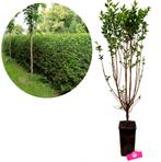 Ligusterhaag Ligustrum ovalifolium + Pot 19cm, Verzenden