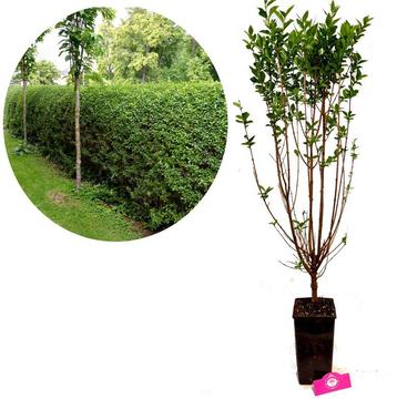 Ligusterhaag Ligustrum ovalifolium + Pot 19cm beschikbaar voor biedingen