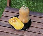 Honeynut Butternut Butternut, Ophalen of Verzenden, Nieuw