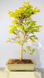 Beukenboom bonsai (Fagus) - Hoogte (boom): 58 cm - Diepte