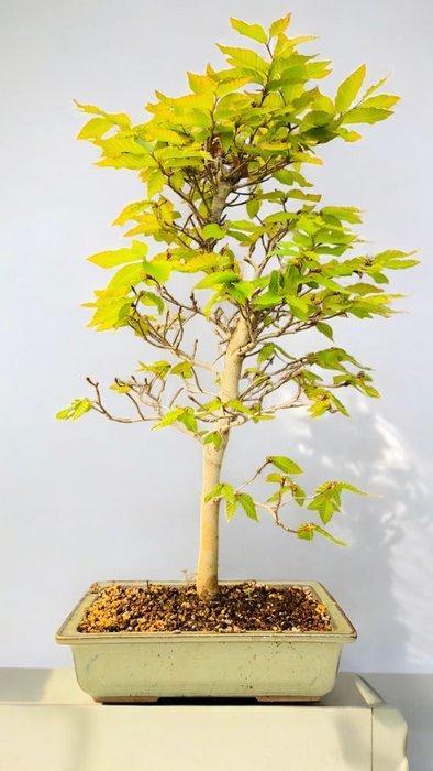 Beukenboom bonsai (Fagus) - Hoogte (boom): 58 cm - Diepte, Antiek en Kunst, Curiosa en Brocante
