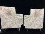 Fossiele matrix - Genibatrachus baoshanensis - 20 cm - 20 cm, Verzamelen, Mineralen en Fossielen
