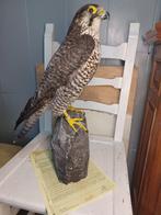 Giervalk - Taxidermie volledige montage - Falco rusticolus -, Verzamelen, Dierenverzamelingen, Nieuw
