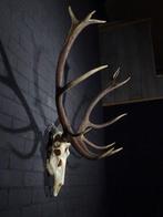 Large Red Stag Trophy Schedel - Cervus elaphus - 50 cm - 110, Nieuw