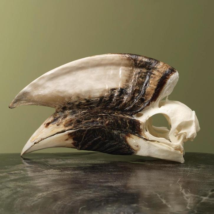 Witpootneushoornvogel M Schedel, Verzamelen, Dierenverzamelingen, Opgezet dier, Nieuw, Vogel, Ophalen of Verzenden