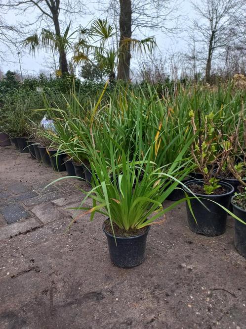 Libertia grandiflora Nieuw Zeelandse iris 2liter pot, Tuin en Terras, Planten | Tuinplanten, Ophalen