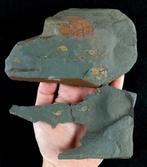 Primitieve stekelhuidige - Stylophora!!! - Gefossiliseerd, Verzamelen, Mineralen en Fossielen