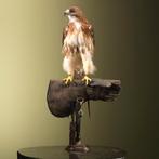 Roodstaartbuizerd op Handschoen, Ophalen of Verzenden, Nieuw, Vogel, Opgezet dier