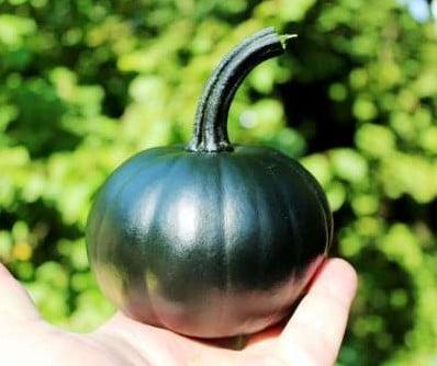 Black Bear F1 PMT klein groen pompoen eetpompoentje 50 zaden, Huis en Inrichting, Woonaccessoires | Kunstplanten en Kunstbloemen