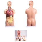 Anatomie model torso met organen, 12-delig, 90 cm, Nieuw, Verzenden