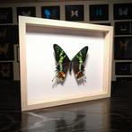 Vlinder Taxidermie volledige montage - Urania ripheus - 190, Antiek en Kunst