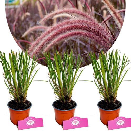 Pennisetum alopecuroides Red Head + Pot 12cm 3, Tuin en Terras, Planten | Fruitbomen, Halfschaduw, Verzenden