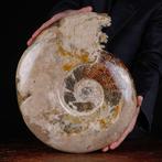 Exclusief Pools Cleoniceras - Gefossiliseerde schelp -