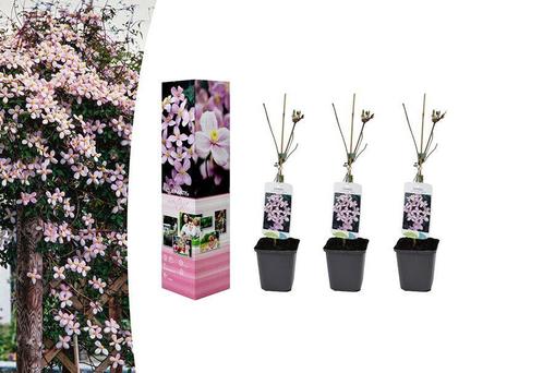 Clematis set van 3 (hoogte: 30 - 38 cm), Tuin en Terras, Planten | Tuinplanten