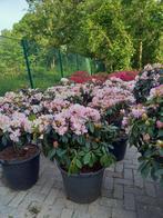 Rhododendron Hybr. Gomer Waterer, Ophalen