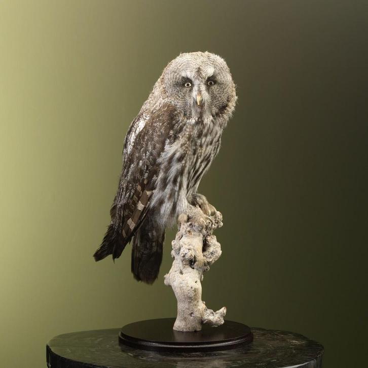Laplanduil Taxidermie Opgezette Dieren By Max, Verzamelen, Dierenverzamelingen, Opgezet dier, Nieuw, Vogel, Ophalen of Verzenden