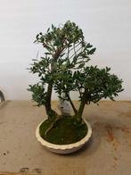 Japanese holly bonsai (Ilex crenata) - Hoogte (boom): 27 cm, Antiek en Kunst