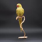 Rose-Einged Parakeet Taxidermie volledige montage -, Verzamelen, Dierenverzamelingen, Nieuw