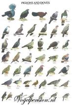 Vogelposter met duiven – stijlvolle & natuurgetrouwe, Verzenden