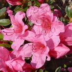 Rhododendron Azalea Anne Frank - Potmaat 2 liter, Tuin en Terras, Planten | Tuinplanten, Ophalen of Verzenden