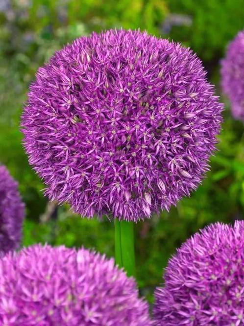 Allium Pinball wizard (sierui, Seizoensgebonden planten), Tuin en Terras, Bloembollen en Zaden, Ophalen of Verzenden