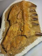 Mosasaurus - Fossiele tand - 50 cm