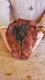 Zeelelie - Crinoidea Fosil - Fossiele sterfteplaat - 22 cm -, Nieuw