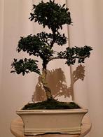 ilex bonsai (japanse hulst) - Hoogte (boom): 33 cm - Diepte