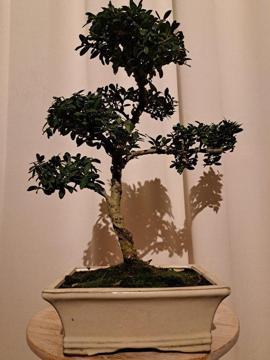 ilex bonsai (japanse hulst) - Hoogte (boom): 33 cm - Diepte, Antiek en Kunst, Curiosa en Brocante