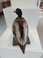 Mallard Taxidermie volledige montage - Anas platyrhynchos -, Nieuw