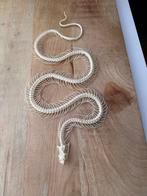 Blue Krait - articulated skeleton Taxidermie volledige, Nieuw