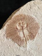 Vis - Fossiel skelet - Cyclobatis - 18 cm - 27 cm, Verzamelen, Mineralen en Fossielen