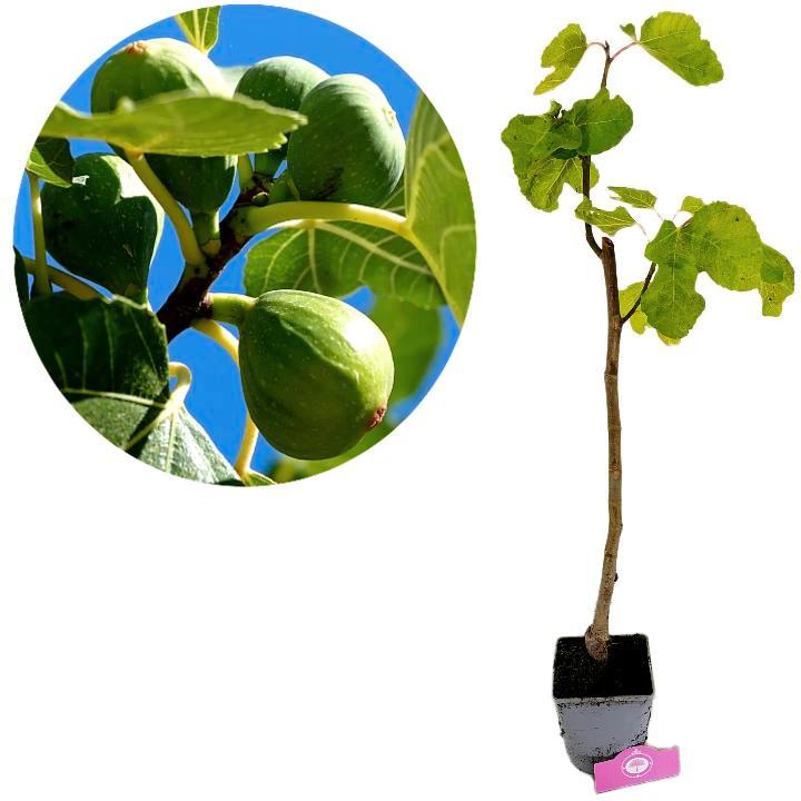 Vijgenboom Ficus carica Petrelli + Pot 17cm, Tuin en Terras, Planten | Fruitbomen, Volle zon, Verzenden