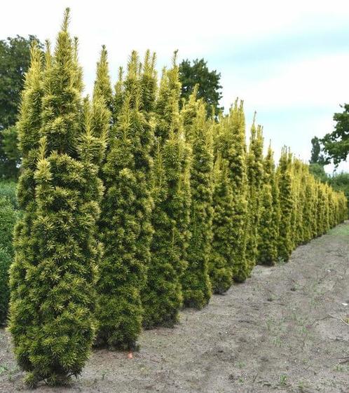 Gele venijnboom Taxus baccata David Haag 160-180 Kluit, Tuin en Terras, Planten | Struiken en Hagen