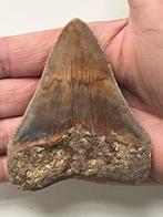 Megalodon tand 9,0 cm - Fossiele tand - Carcharocles