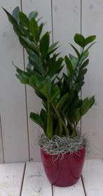 Zamioculcas in donkerrode pot 55 cm, Verzenden