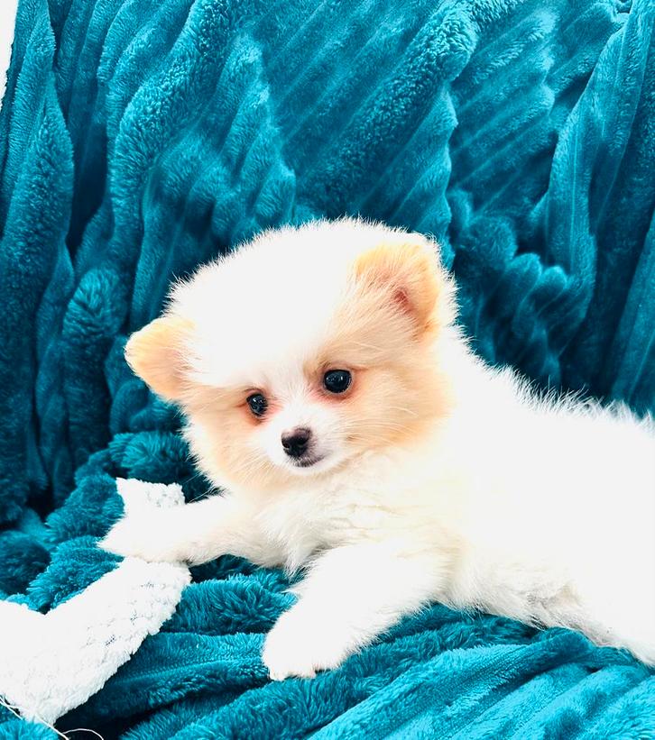 Schattige, gezonde mini pomeranian pomeriaan teefjes, Dieren en Toebehoren, Honden | Chihuahua's en Gezelschapshonden, Meerdere