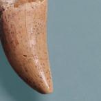 Dinosaurus - Fossiele tand - Carcharodontosaurus sp. - 44 mm, Verzamelen