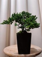 Jeneverbes bonsai (Juniperus) - Hoogte (boom): 11 cm -