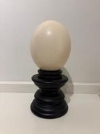 Struisvogel ei op stolp Taxidermie volledige montage -, Nieuw