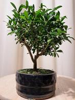 ilex bonsai (japanse hulst) - Hoogte (boom): 19 cm - Diepte, Antiek en Kunst