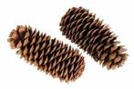 Reuze grote denneappel sugar pine cone large naturel, Hobby en Vrije tijd, Knutselen, Ophalen of Verzenden, Nieuw
